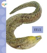 Eels (en Inglés)