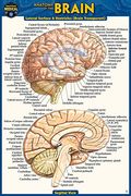 Anatomy of the Brain