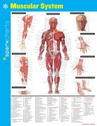 Muscular System Sparkcharts (Volume 44) (en Inglés)