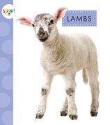 Lambs (Spot Baby Farm Animals)