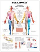 Gráfico Anatómico Dermatomes Gráfico Anatómico (en Inglés)