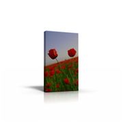 Field of Blossom Poppies Great Stunning a1 box Framed 30"X20" Canvas art Print (in German)