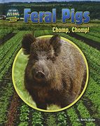 Feral Pigs: Chomp, Chomp! (They Don't Belong)