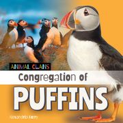 Congregation of Puffins (en Inglés)