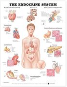 the endocrine system chart