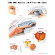 the eye,anterior & posterior chamber