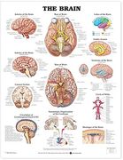 the the brain anatomical chart