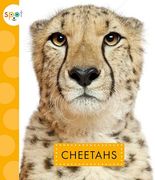 Cheetahs (en Inglés)