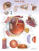 The eye Anatomical Chart