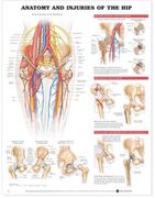 anatomy & injuries of the hip anatomical chart
