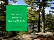 Bosques de Coniferas (al Aire [Fasciculos!  (7))