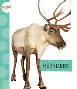 Reindeer (Spot Arctic Animals) (en Inglés)