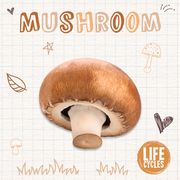 Mushroom (en Inglés)