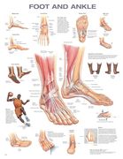 Foot and Ankle Anatomical Chart (en Inglés)