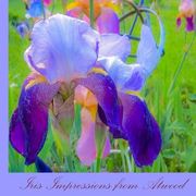Iris Impressions From Atwood (en Inglés)