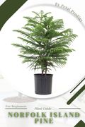 Norfolk Island Pine: Prodigy Petal, Plant Guide (en Inglés)