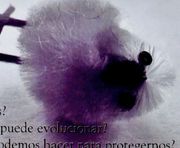 GRIPE AVIAR, LA (2005)