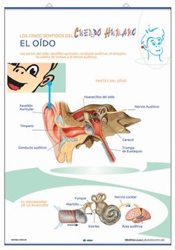 portada La Vista / el Oído: Láminas de Anatomía de Primaria