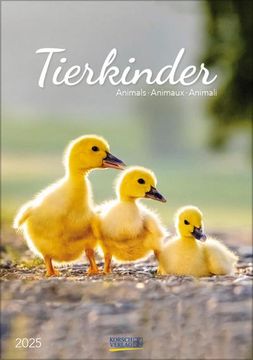 portada Tierkinder 2025: Wandkalender mit Fotos von Süßen Tierkindern. Format 23,5 x 33,5 cm.