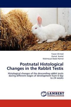 portada postnatal histological changes in the rabbit testis