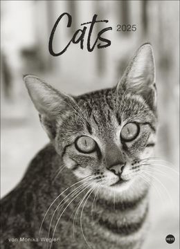 portada Cats Edition Kalender 2025