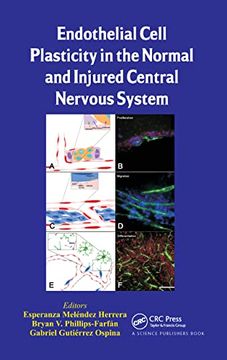 portada Endothelial Cell Plasticity in the Normal and Injured Central Nervous System (en Inglés)
