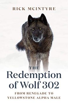 portada The Redemption of Wolf 302: From Renegade to Yellowstone Alpha Male (The Alpha Wolves of Yellowstone, 3) (in English)