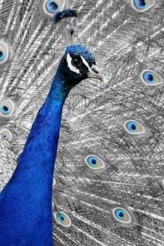 portada Blue Peacock: The Indian Peafowl or Blue Peafowl Is a Large and Brightly Colored Bird, Native to South Asia. (en Inglés)