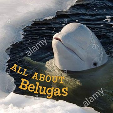 portada All about Belugas: English Edition (in English)