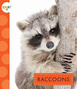 portada Raccoons (Spot Backyard Animals)