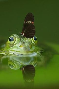 portada Frog and a Friend: There Are Over 20,000 Species of Butterflies in the World. (en Inglés)