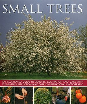 portada Small Trees