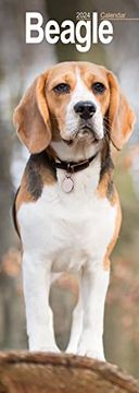 Comprar Beagle Slim 2024 Wall Calendar Calendar 2024 Dog Breed   307b09f842f99d8d8e91ccecd06830dd 