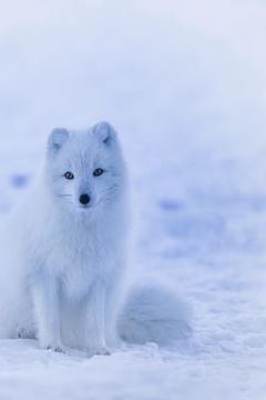 portada Arctic Fox: The Arctic Fox Has a Round Body Shape, Short Nose and Legs, and Short, Fluffy Ears (en Inglés)
