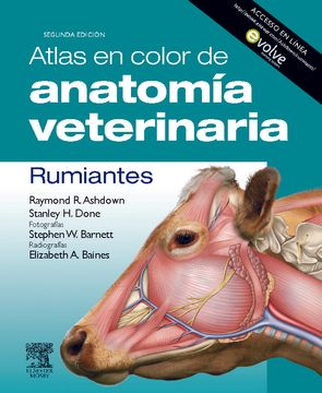 Atlas en Color de Anatomia Veterinaria: Rumiantes (2ª Ed. )