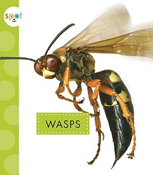 portada Wasps (Spot Creepy Crawlies) (en Inglés)