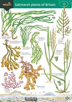portada Guide to the Saltmarsh Plants of Britain (en Inglés)
