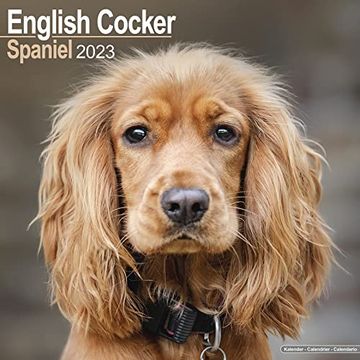 portada Cocker Spaniel Calendar - English Cocker Spaniel - dog Breed Calendars - 2022 - 2023 Wall Calendars - 16 Month by Avonside 