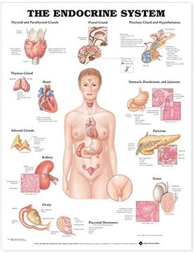 the the endocrine system anatomical chart