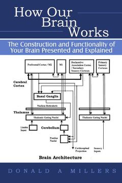 portada How our Brain Works: The Construction and Functionality of Your Brain Presented and Explained 
