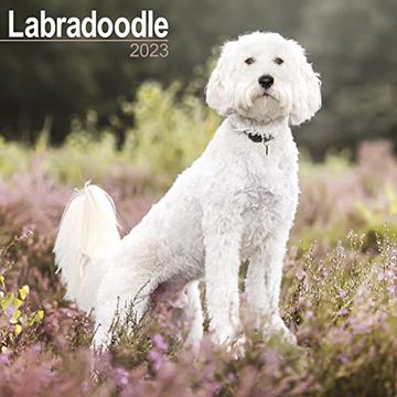 Comprar Labradoodle Calendar - dog Breed Calendars - 2022 - 2023 Wall