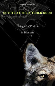 portada Coyote at the Kitchen Door: Living With Wildlife in Suburbia (en Inglés)