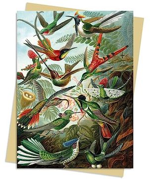 portada Ernst Haeckel: Hummingbirds Greeting Card Pack: Pack of 6 (Greeting Cards) (en Inglés)