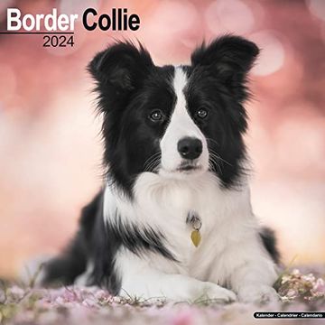 Border Collie Calendar - Only Dog Breed Border Collies Calendar - 2016 - View #2