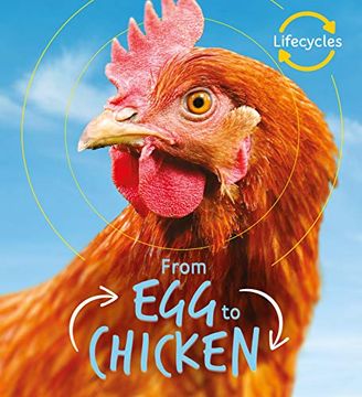portada Lifecycles: Egg to Chicken (en Inglés)
