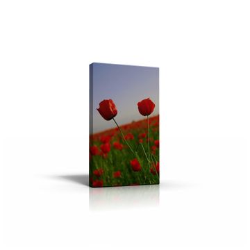 portada Field of Blossom Poppies Great Stunning a1 box Framed 30"X20" Canvas art Print (en Alemán)