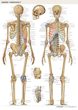 portada Lámina Huesos y Músculos 7: Huesos Cuerpo Humano