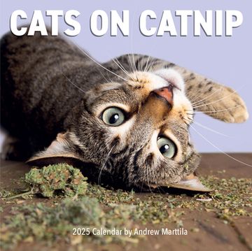 portada Cats on Catnip Wall Calendar 2025