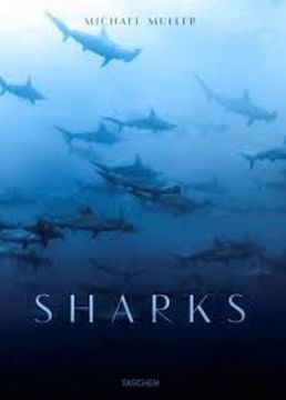 portada Michael Muller: Sharks, Face-to-face With The Ocean s Endangered Predator (en Inglés)
