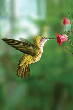 portada Hummingbird Blank Journal (Nodin Press Blank Journals) (en Inglés)